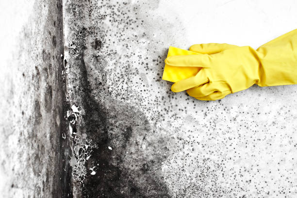 Best Crawl Space Mold Removal  in Springfield, OR