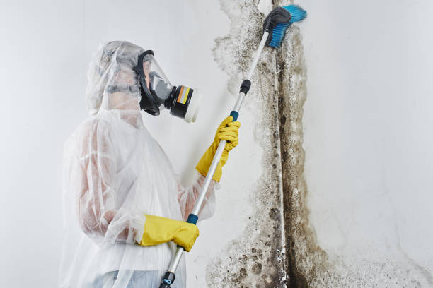 Best Mold Remediation  in Springfield, OR