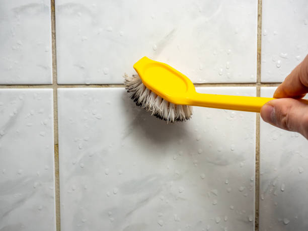  Springfield, OR Mold Removal Pros