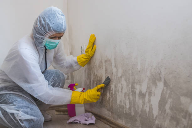 Best Professional Mold Removal  in Springfield, OR