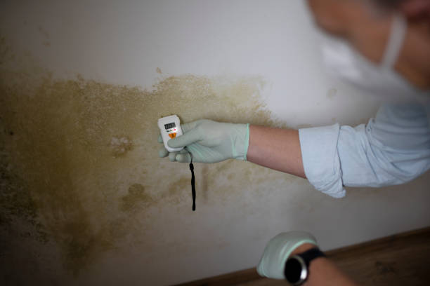 Best Best Mold Removal Companies  in Springfield, OR