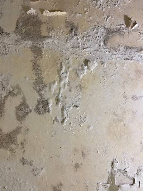 Best Mold Damage Repair  in Springfield, OR