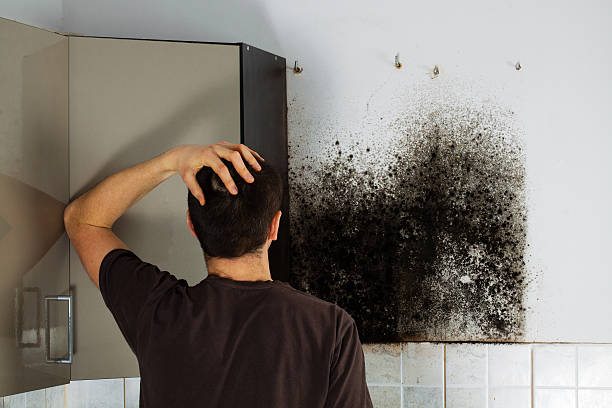 Best Local Mold Removal Service  in Springfield, OR
