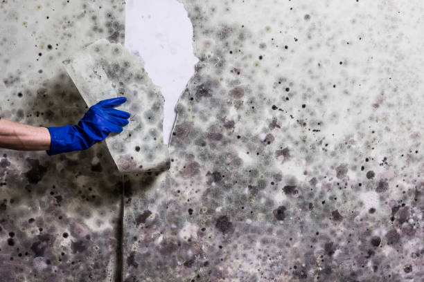 Springfield, OR Mold Removal Company