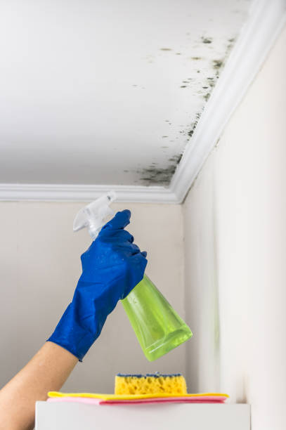 Best Toxic Mold Removal  in Springfield, OR